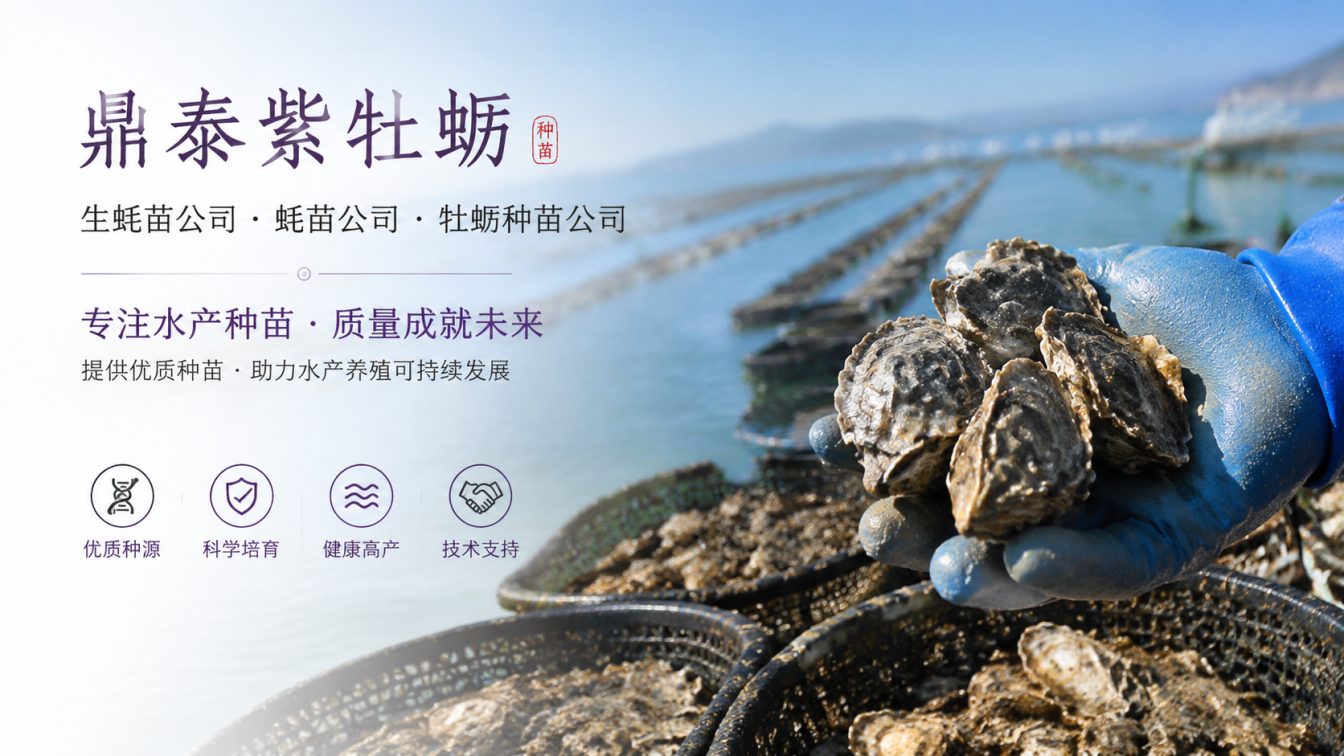 固原为南北养殖场提供三倍体生蚝苗方案
